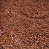 Fèves de cacao