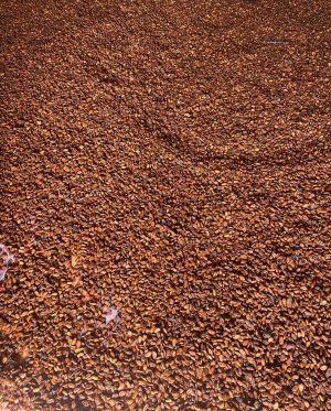 Fèves de cacao