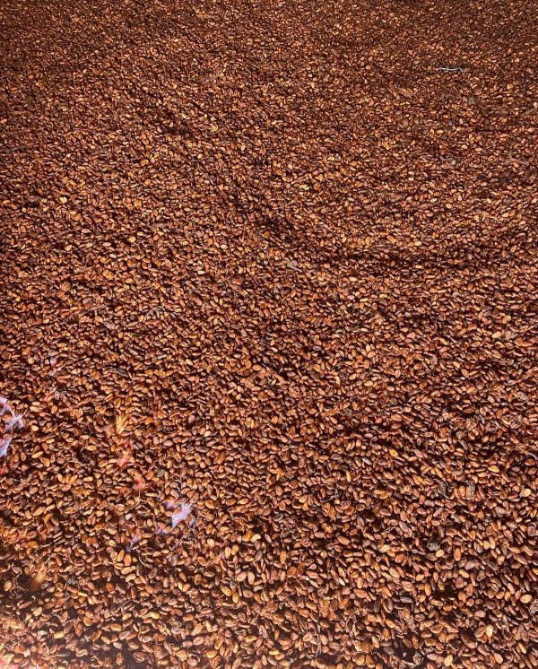 Fèves de cacao
