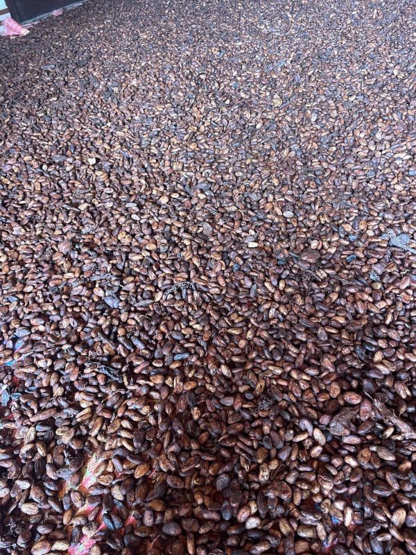 Fèves de cacao supérieur