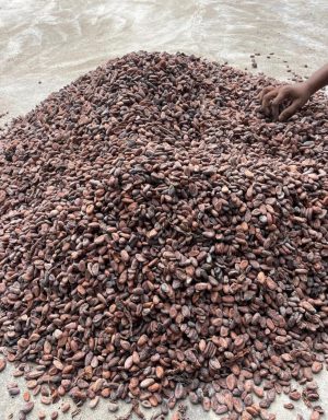 Fèves de cacao supérieur