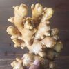 Gingembres Frais