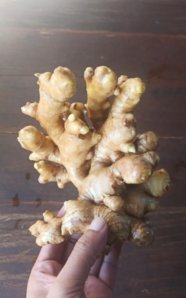Gingembres Frais