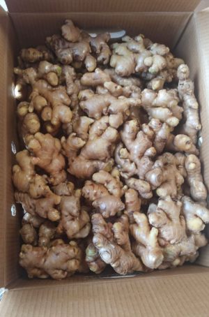 Gingembres Frais